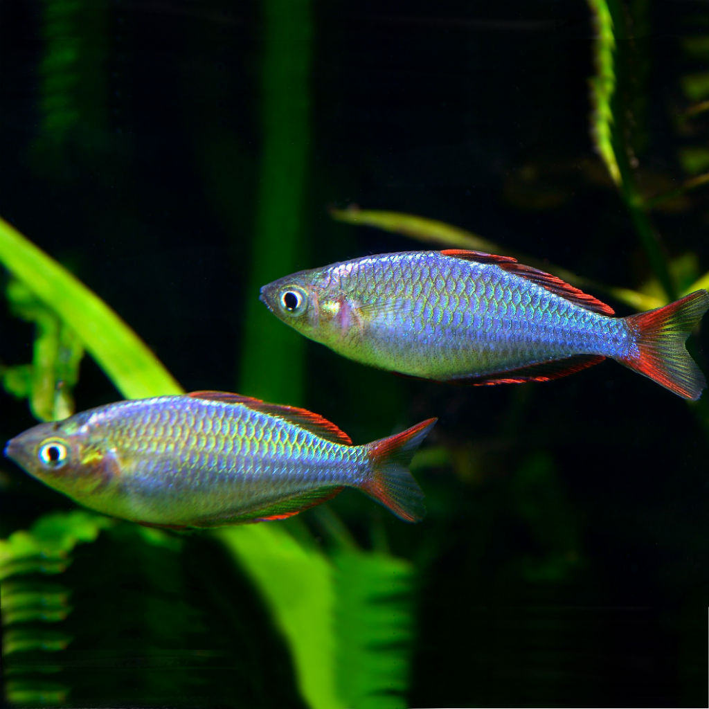 Melanotaenia praecox 