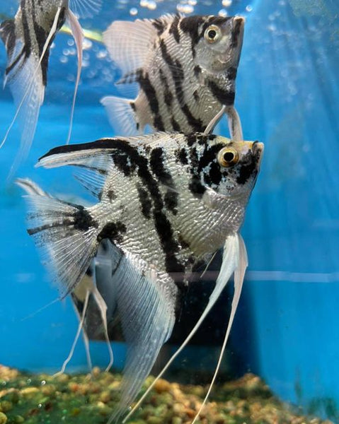 Pearl Scale Marble Angelfish