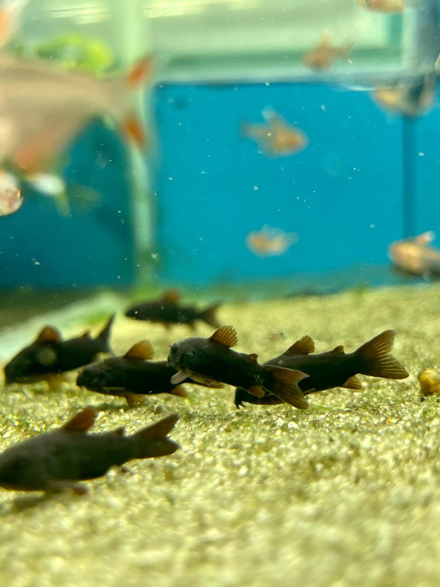 Black best sale corydoras care