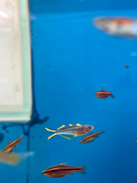 Furcata Rainbowfish