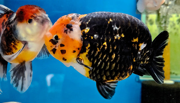 Giant Thai Ranchu Goldfish