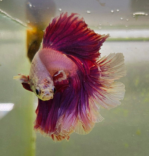 Male Betta