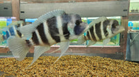 Frontosa Cichlids