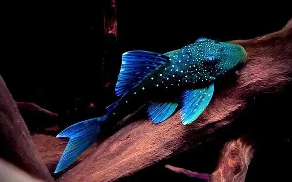 L- 128 Pleco