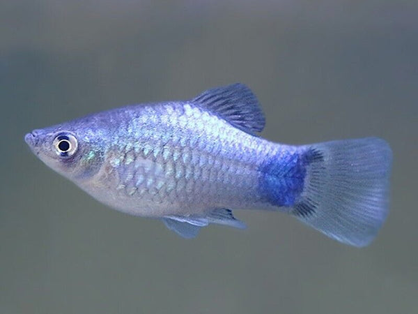 Blue Platy