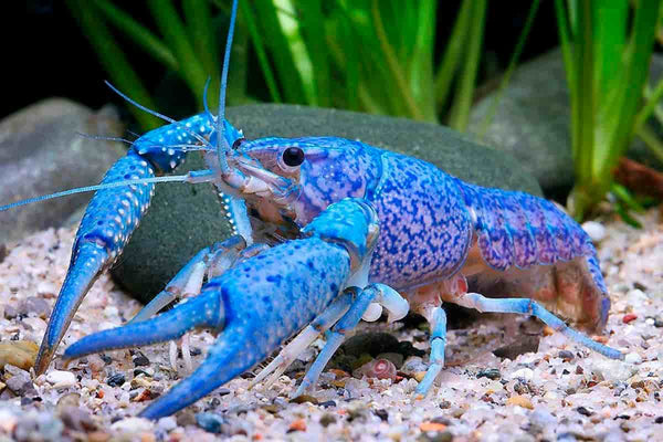 Crayfish