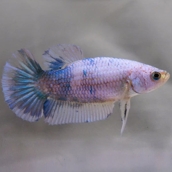 Female Halfmoon Betta