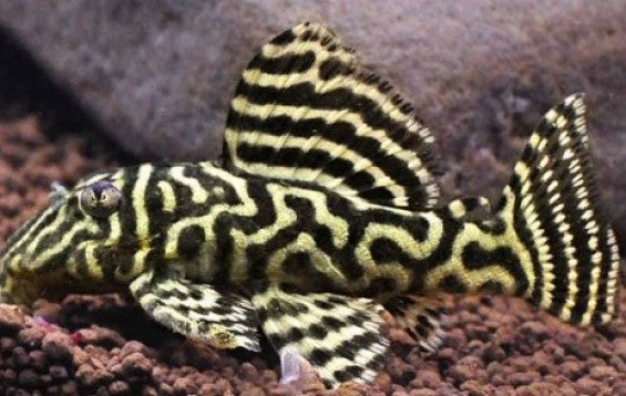 L- 340 Pleco