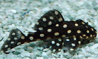 L- 471 Pleco