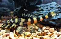 L- 52 Pleco