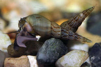 Malaysian Trumpet Snail