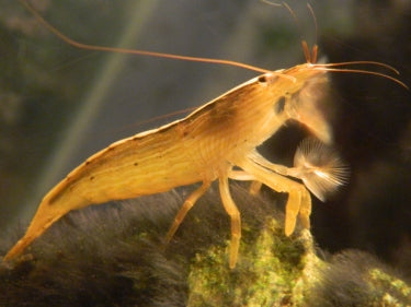 Mountain/ Rock Shrimp