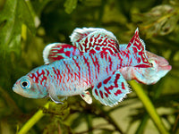 N. eggersi killifish