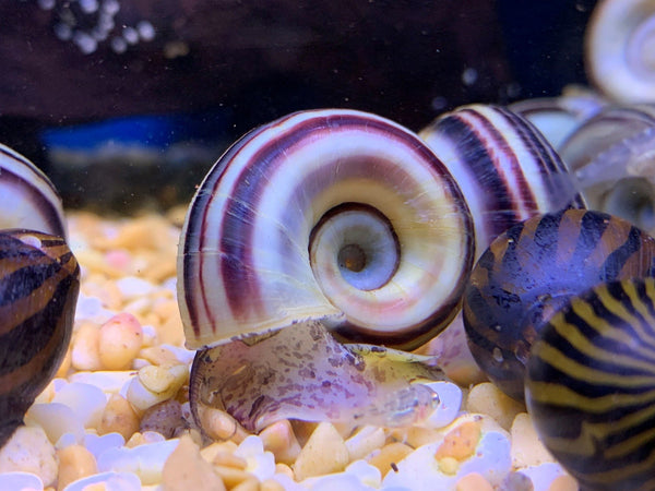 Giant Ramshorn Snail