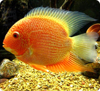 Red Spotted Severum