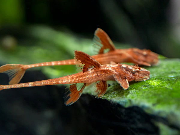 Red Lizard Whiptail Catfish