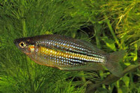 Melanotaenia sp. "Running River Rainbowfish"