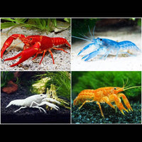 Assorted Crayfish