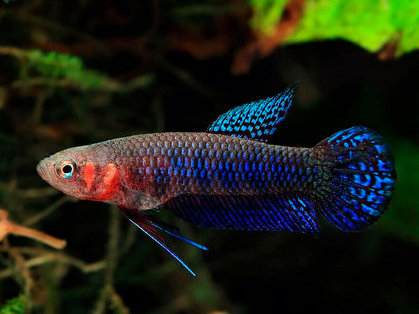 Betta Hendra