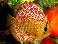 Discuss Cichlids