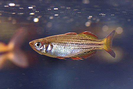 Melanotaenia maccullochi "Dwarf Rainbowfish"