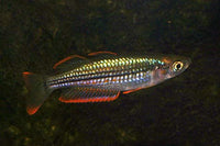 M. exquisita Rainbowfish