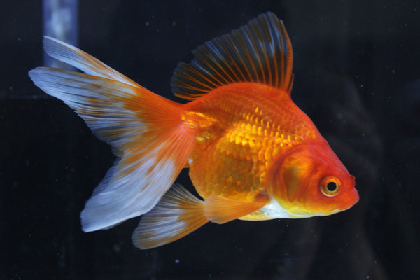 Mixed Fantail Goldfish