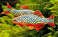 Galaxy Rasbora