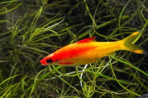 Gold Roseline Barb