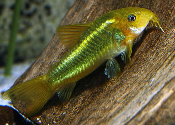 Green Corydora