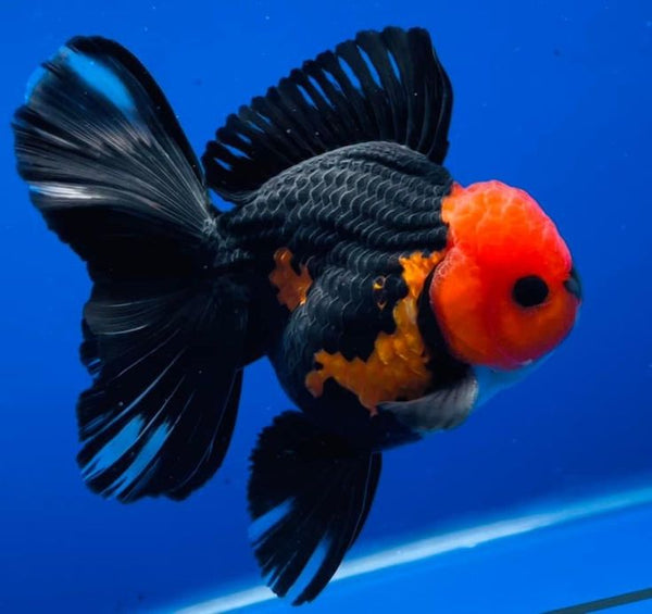 Oranda Peking