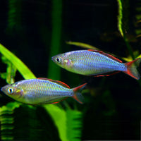 Melanotaenia praecox "Neon Dwarf Rainbowfish"