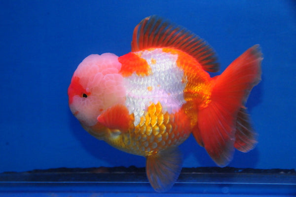 Red and White Oranda