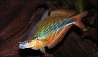 M. trifasciata "Running Creek Rainbowfish"