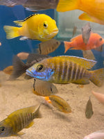 Assorted Peacock Cichlids