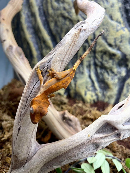 Crested Gecko Baby