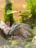 Crown Tail Betta