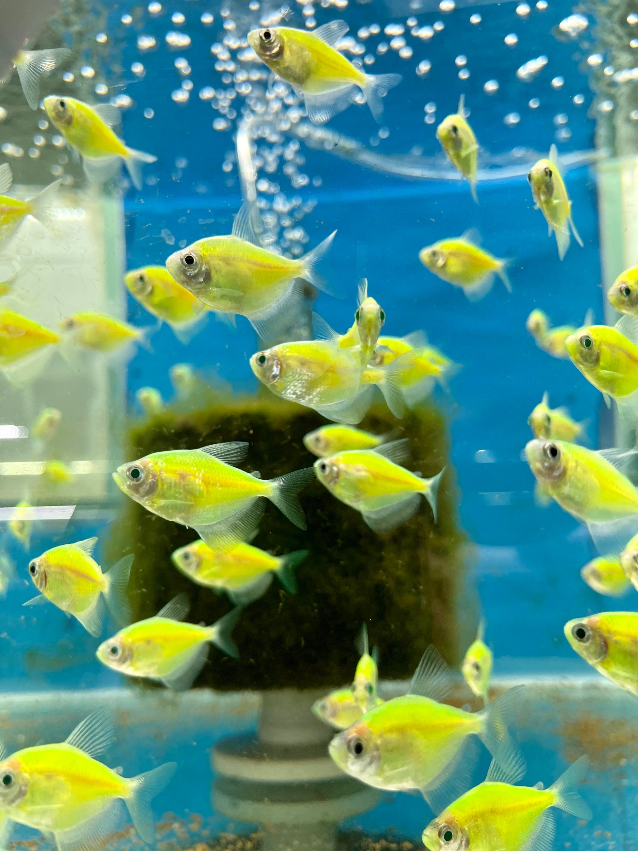 Green Glofish Tetra