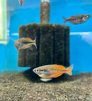 Melanotaenia parva "Lake Kurumoi Rainbowfish"