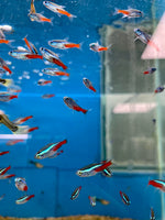 Neon Tetra