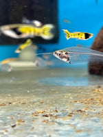 Thai Glass Catfish