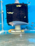 Thai Glass Catfish