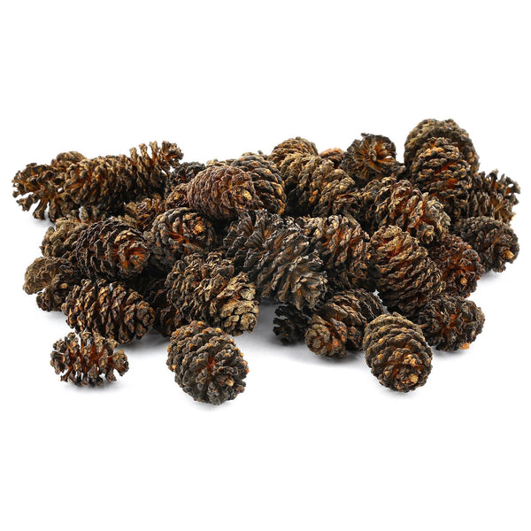 Sera Alder Cones 50pk