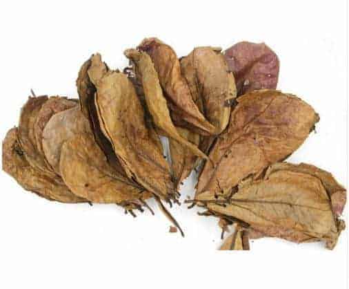 New Cal Indian Almond Leaves 10pk